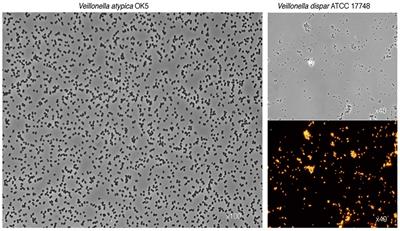 Veillonellae: Beyond Bridging Species in Oral Biofilm Ecology